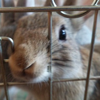 4月15日生まれ　仔うさぎ1羽