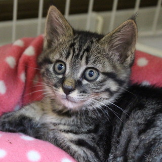 ちょっと臆病　キジトラの男の子