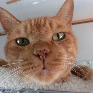 この子を受け入れて下さるご家族を探しています