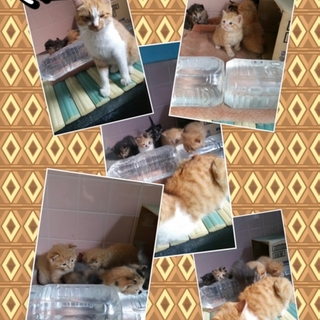 2015.5.8日産まれの仔猫5匹