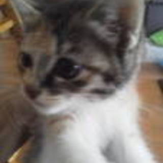 里親さん見つかりました！