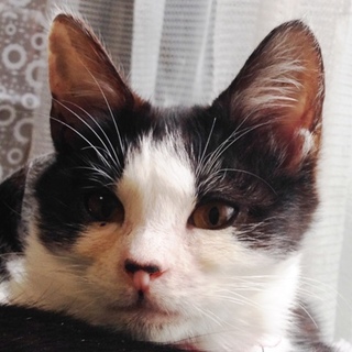 エイズキャリアでも元気なもちこちゃん