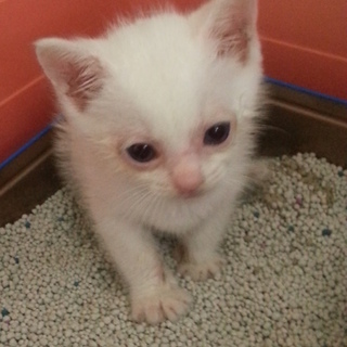 1ヶ月の男の子です。