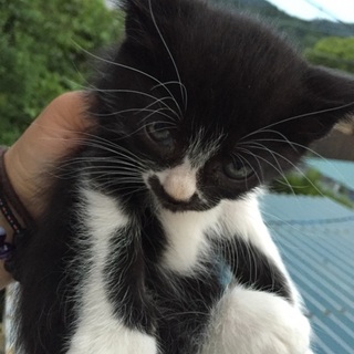 岐阜県、愛知県で里親さん募集！