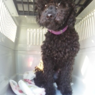 甘えたトイプー