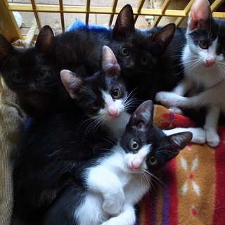 元気いっぱいの５匹の兄妹です！