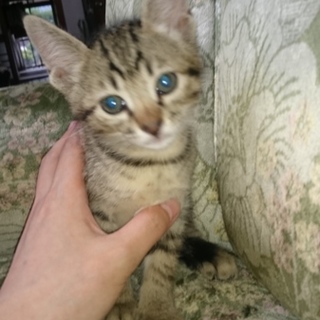 里親になって下さい。