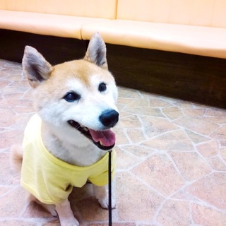 柴犬♀推定7～9歳のコムギ♡ご家族さま決定！