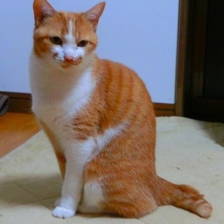 この子を受け入れて下さるご家族を探しています