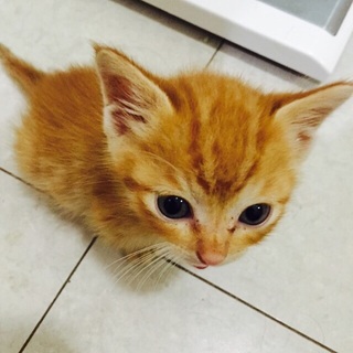 茶トラの男の子