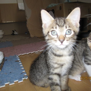 子猫の里親募集いたします。NO、２オス