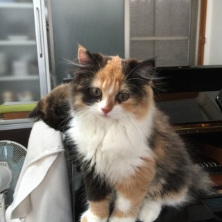 予想外の沢山の応募に感謝！熟読の上決定！