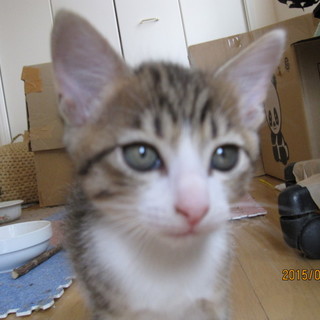 里親様決まりました。子猫の里親募集　NO、３オス