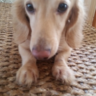 大切に育ててくれる方