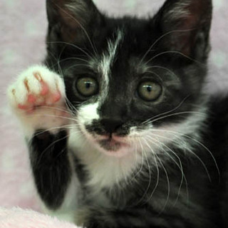 斬新な柄の黒白子猫★由真ちゃん