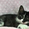 斬新な柄の黒白子猫★由真ちゃん サムネイル2