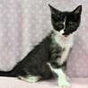 斬新な柄の黒白子猫★由真ちゃん サムネイル4