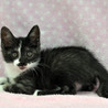 斬新な柄の黒白子猫★由真ちゃん サムネイル6