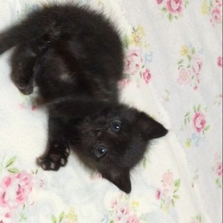 クリクリお目めの黒猫ちゃんです