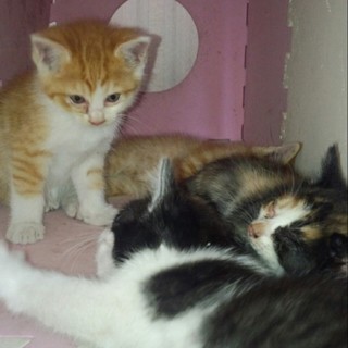 生後2ヶ月くらいの子猫の里親さん募集です