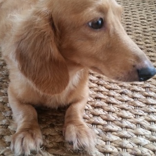 大切に育ててくれる方