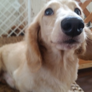 大切に育ててくれる方