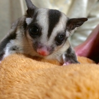 フクモモの赤ちゃんの家族になってくれませんか？