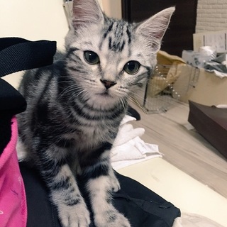 【一時募集停止中】アメショ♂3ヶ月です。