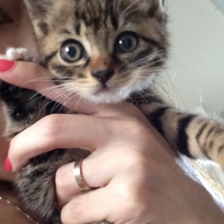 あまり鳴かない賢い女の子。推定生後1ヶ月〜2ヶ月。