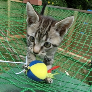 仔猫達の里親さん募集！よろしくお願いします。