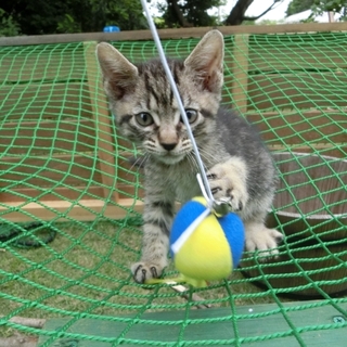 仔猫達の里親さん募集！よろしくお願いします。