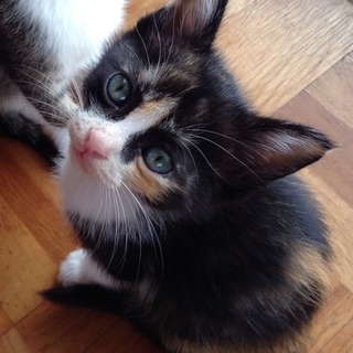 ★近畿★　5匹兄妹「GO!GO!ズ」三毛♀