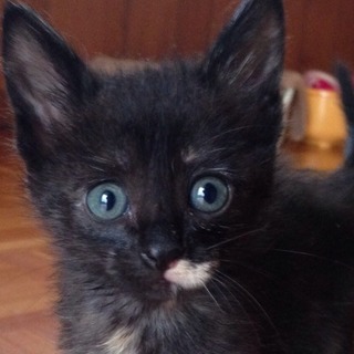 ★近畿★　5匹兄妹「GO!GO!ズ」サビ♀