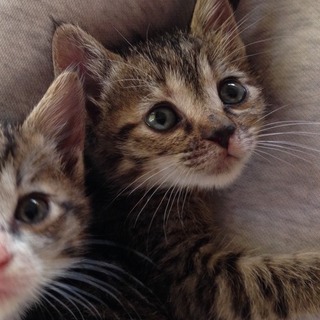 ★近畿★　5匹兄妹「GO!GO!ズ」キジ♀