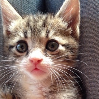 ★近畿★　5匹兄妹「GO!GO!ズ」キジ白♂ゴロ―