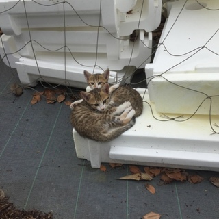 《双子の子猫》里親急募です