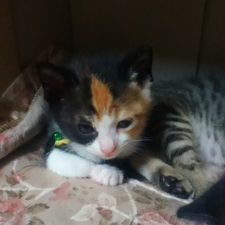 ありがとうございました！