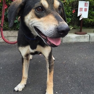 期限切迫！！人慣れした大人しい男の子です