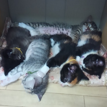 おやすみなさい