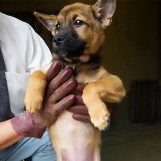 生後4カ月位の男の子家族募集！！