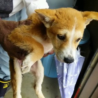 緊急！！子犬たちを家族に迎えてください。