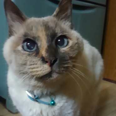 ハートさん２０歳