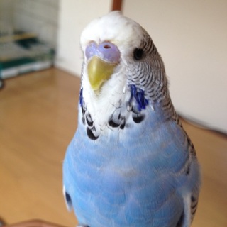 人慣れしたセキセイインコ