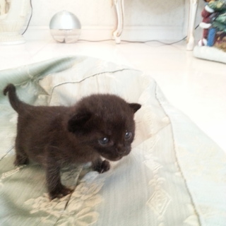 かわいい黒子猫もらって下さい*˙︶˙*)ﾉ"