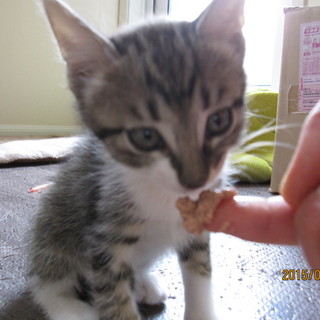 子猫の里親様募集いたします。NO,４メス