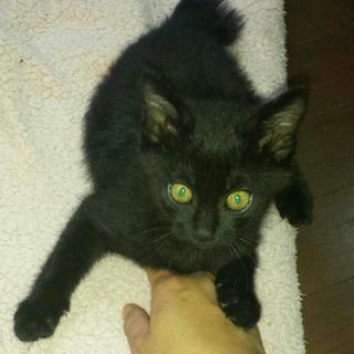 まるでストーカー濡れ落ち葉猫！