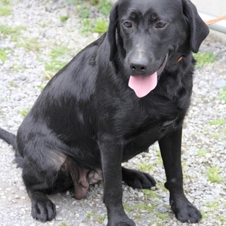ラブラドール　１歳９か月　女の子　～繁殖犬引退～