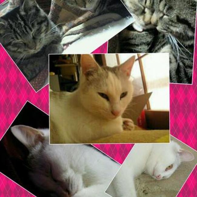 Ryoko.のカバー写真