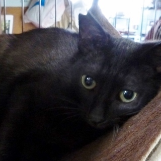 人間大好き馴れ馴れ黒猫のフラン