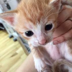 猫ちゃん三匹です！